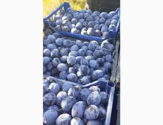 Зображення для оголошення Продам сливу Богатирка