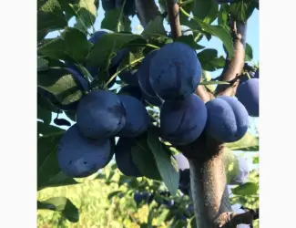 Зображення для оголошення Продам сливу