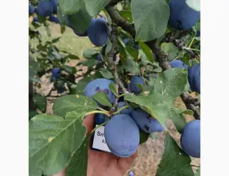 Зображення для оголошення Продам сливу Богатир