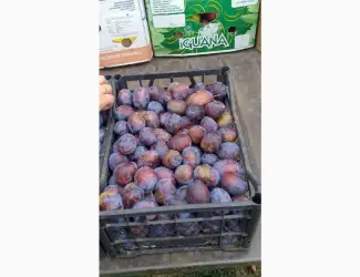 Слива рання чачакская раняя сливи молоді перші свіжі