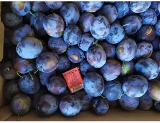 Продам сливу Стенлей