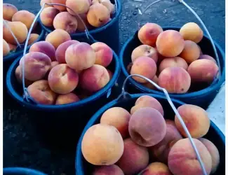 Зображення для оголошення Продам персик оптом від виробника