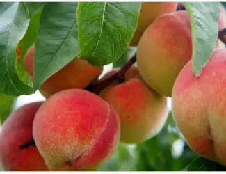 Зображення для оголошення Купим персик