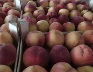 Продам свіжий персик Іспанія