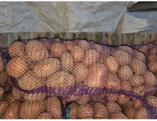Продам картоплю
