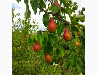 Продам грушку