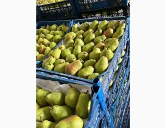 Зображення для оголошення Продам грушу Вільямс