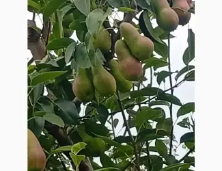 Продав талгарку