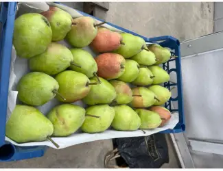 Зображення для оголошення Продам грушу