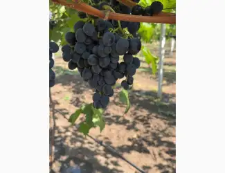 Продам виноград Молдавского происхождения