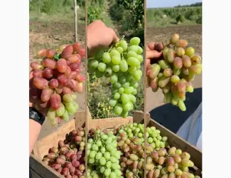 Хозяйство продаст спелый крупный вкусный виноград