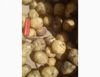 Куплю Молоду картоплю