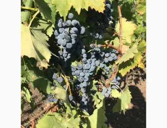 Продам виноград для виробництва вина