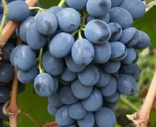 Продам виноград сорт Молдова