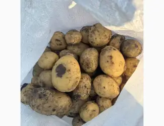 Продам товарну картоплю