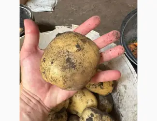 Продам картоплю сорт Рівєра (також є інші сорта)
