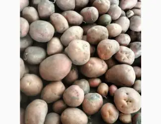 Продам картопю