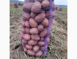 Продам картоплю Бела Роса