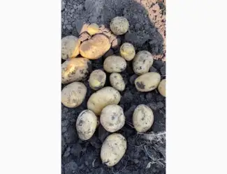 Продам Картоплю Арізона