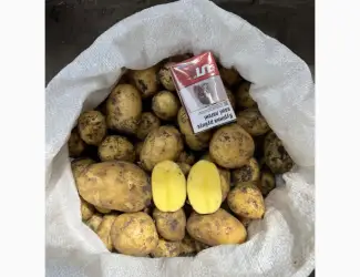 ПРОДАМ картопля молода