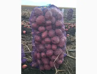 Продам картоплю сорт Балтік Роуз оптом