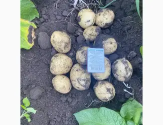Продам родам