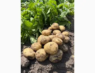 Зображення для оголошення Продам картоплю