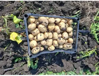 Продам молодой картофель ривьера