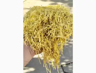 Зображення для оголошення Продам золоте руно вирджинию голд качесто супер