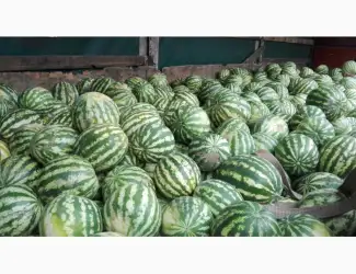 Куплю кавун