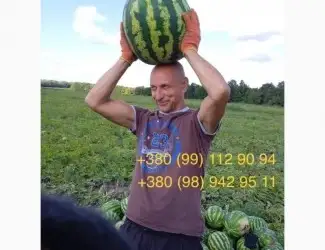 Продам кавун.ОПТ.З поля. Перша катка