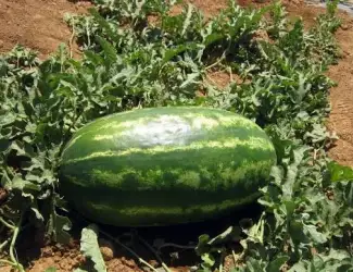 Продам кавун Продюсер