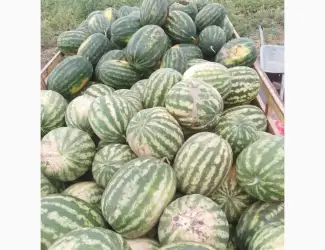 Продам кавун оптом