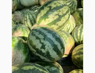 Продам кавун ОПТОМ
