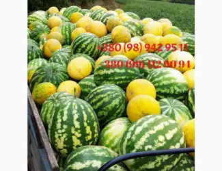 Продам смачний Кавун. ОПТ. Перша катка