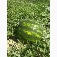 Зображення для оголошення Продам кавуни сорт декілька сортів від поставщика з 10 тонн середня вага від 3 до 6 кг