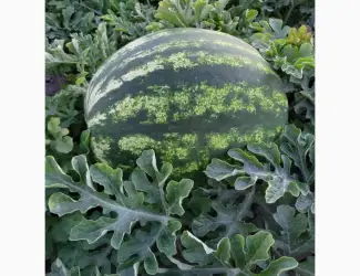 Продам сортові кавуни