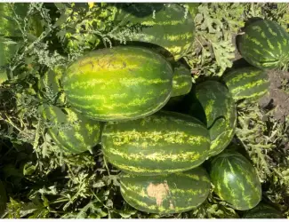 Продам кавун Фонтана