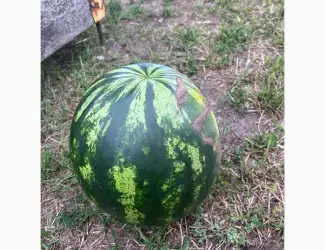 Продам арбуз