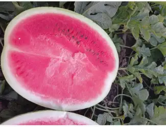 Продам кавун ПРОДУСЄР спілий та солодкий