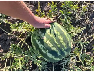 Зображення для оголошення Продам кавун
