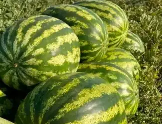 Продам кавун