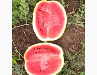 Продам кавун Талісман