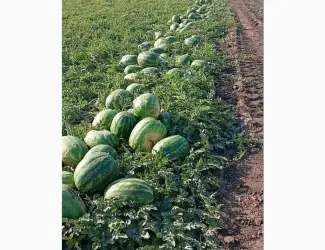 Зображення для оголошення Продам Арбуз