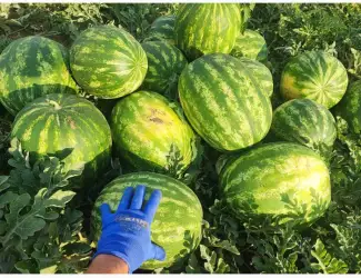 Зображення для оголошення Продам Кавун Талісман Уманський р-н