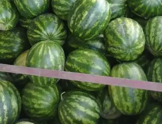 Продам кавун прямо з поля різні сорти