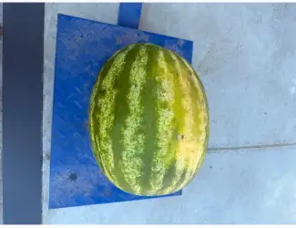 Продам кавун опт