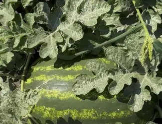 Продам Кавун Карістан опт