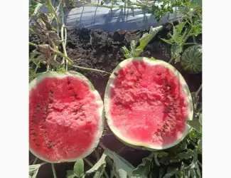 Продам кавун