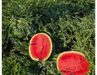 Зображення для оголошення Продам кавун